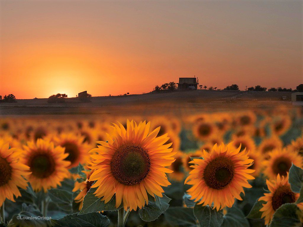 Cómo hacerte feliz: Frases poéticas para alegrar tu día 6 Cómo hacerte feliz: Frases poéticas para alegrar tu día