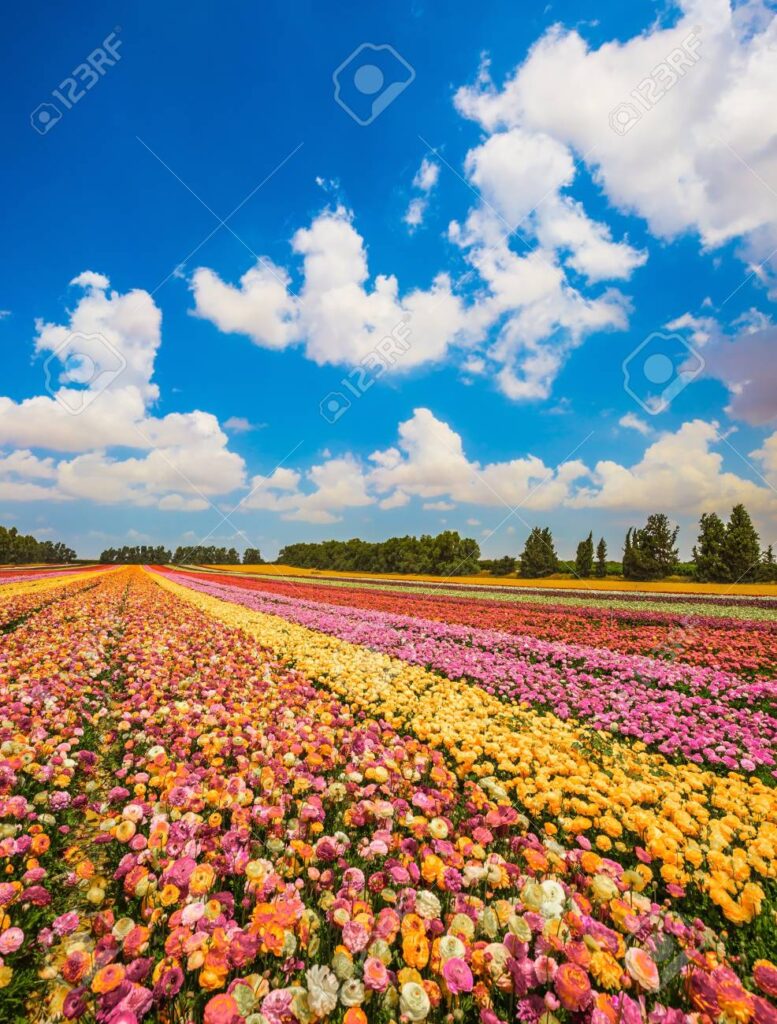 Qué quiere decir la palabra carpe diem en español Cuento Poemas