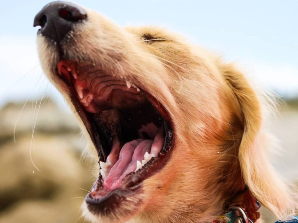 imagen de un perro ladrando pero con expresion carinosa en su rostro