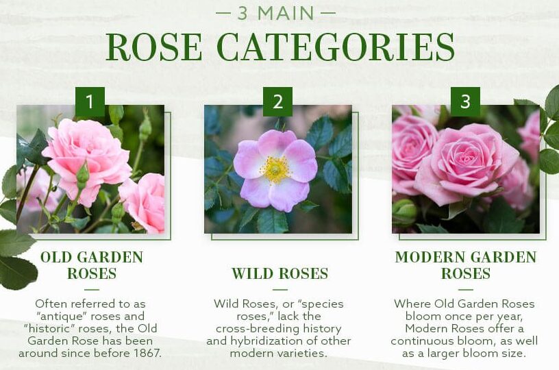 Descubre las variedades de rosas más hermosas y exquisitas del mundo