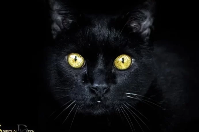 la imagen muestra un gato negro de ojos amarillos en un ambiente oscuro y misterioso