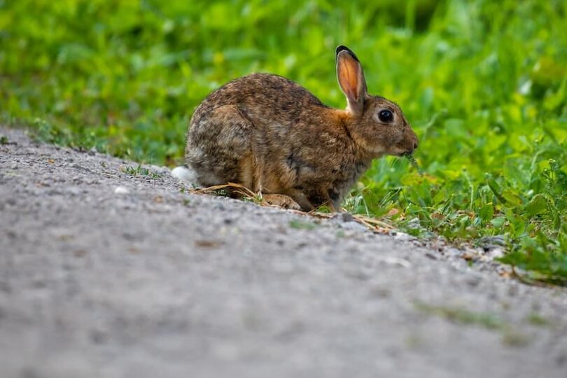 El increíble instinto de supervivencia de un conejo en una vía transitada