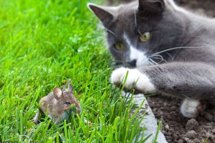 La batalla épica: gato vs ratón, ¿quién saldrá victorioso?