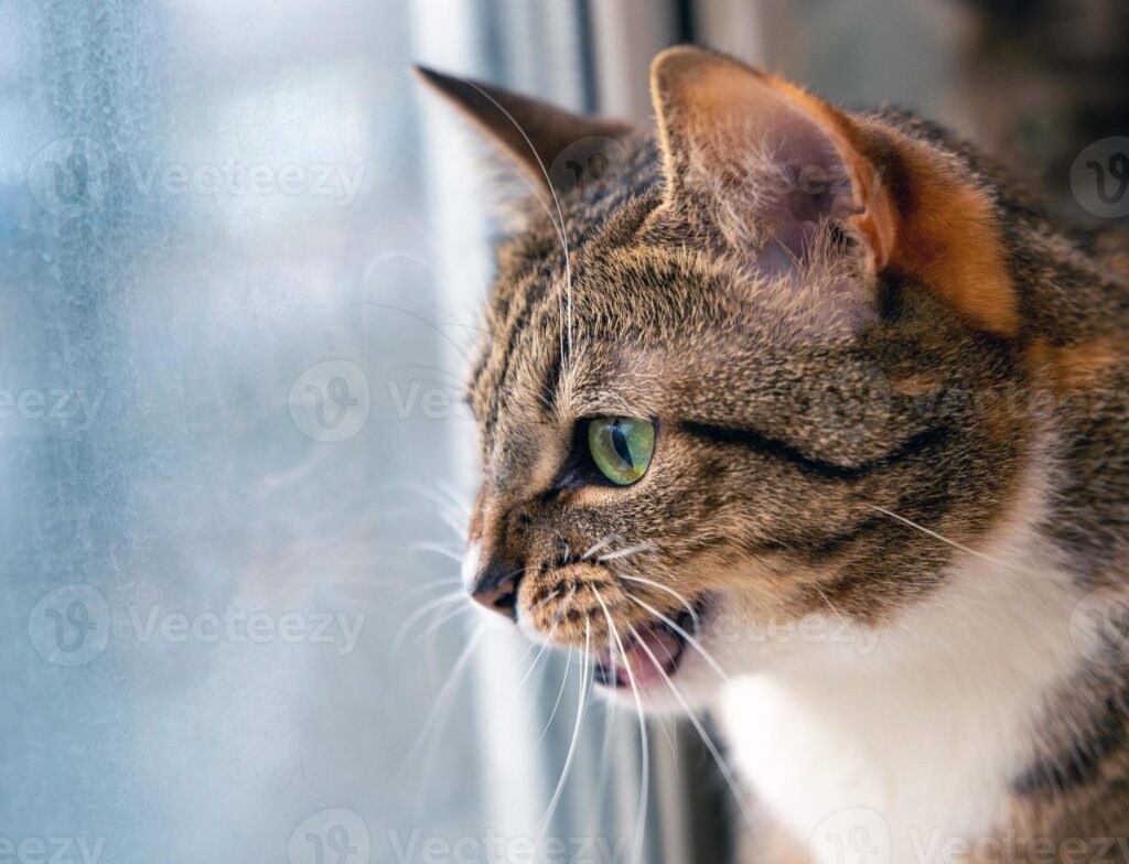 Duración del enfado de un gato: ¿Cuánto tiempo dura este estado felino?
