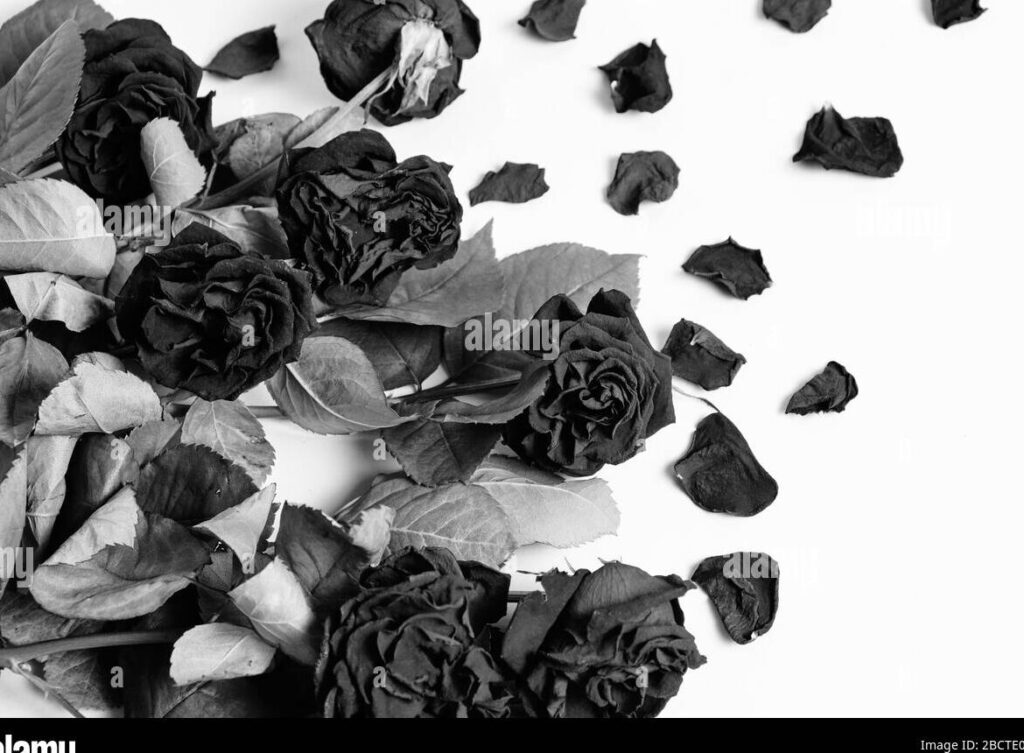 una foto en blanco y negro de una rosa marchita