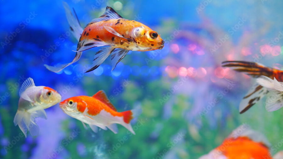 una fotografia de un acuario con peces de colores nadando en aguas cristalinas
