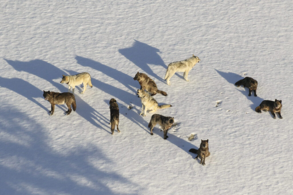 una ilustracion de un lobo feroz rodeado por siete adorables cabritos