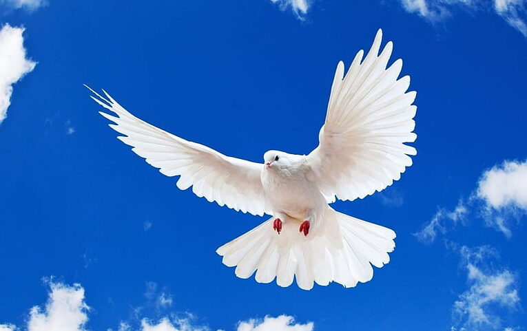 una imagen colorida de una paloma blanca volando en un cielo azul