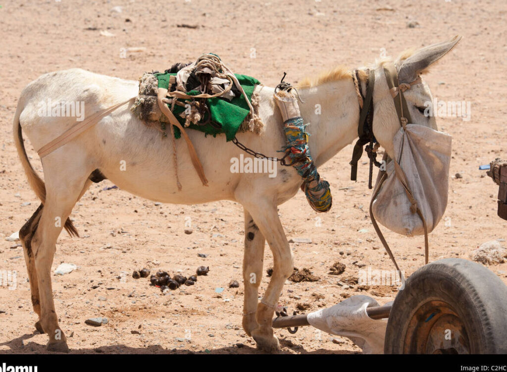 una imagen de jose y maria caminando por un camino desertico con un burro cargado de provisiones