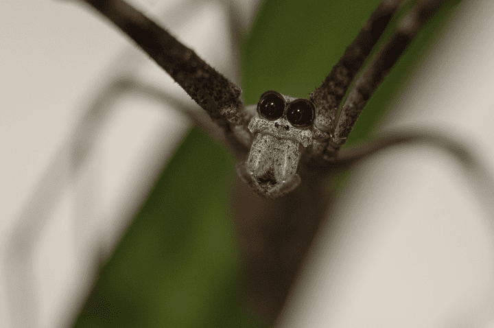 una imagen de un animal con patas largas y delgadas sosteniendo su comida
