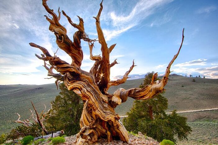 El simbolismo del viejo junto al árbol: significado y reflexiones 8 El simbolismo del viejo junto al árbol: significado y reflexiones