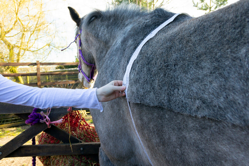 una imagen de un caballo de perfil siendo medido por una persona con una cinta metrica