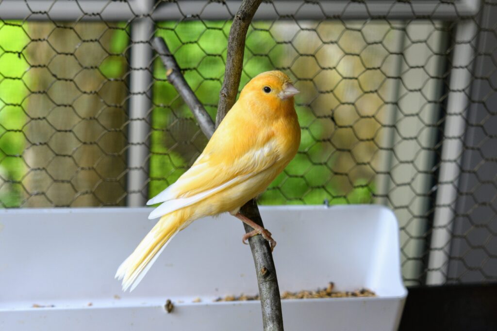 La vida de los canarios en cautiverio: descubre su esperanza de vida