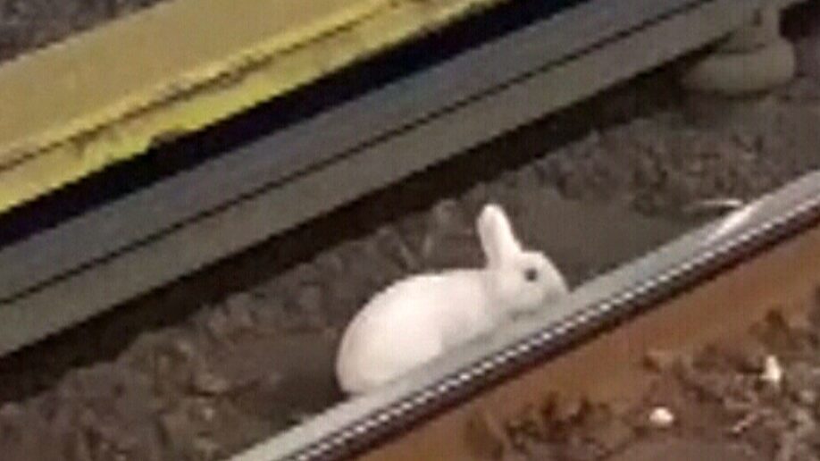 una imagen de un conejo junto a una via de tren