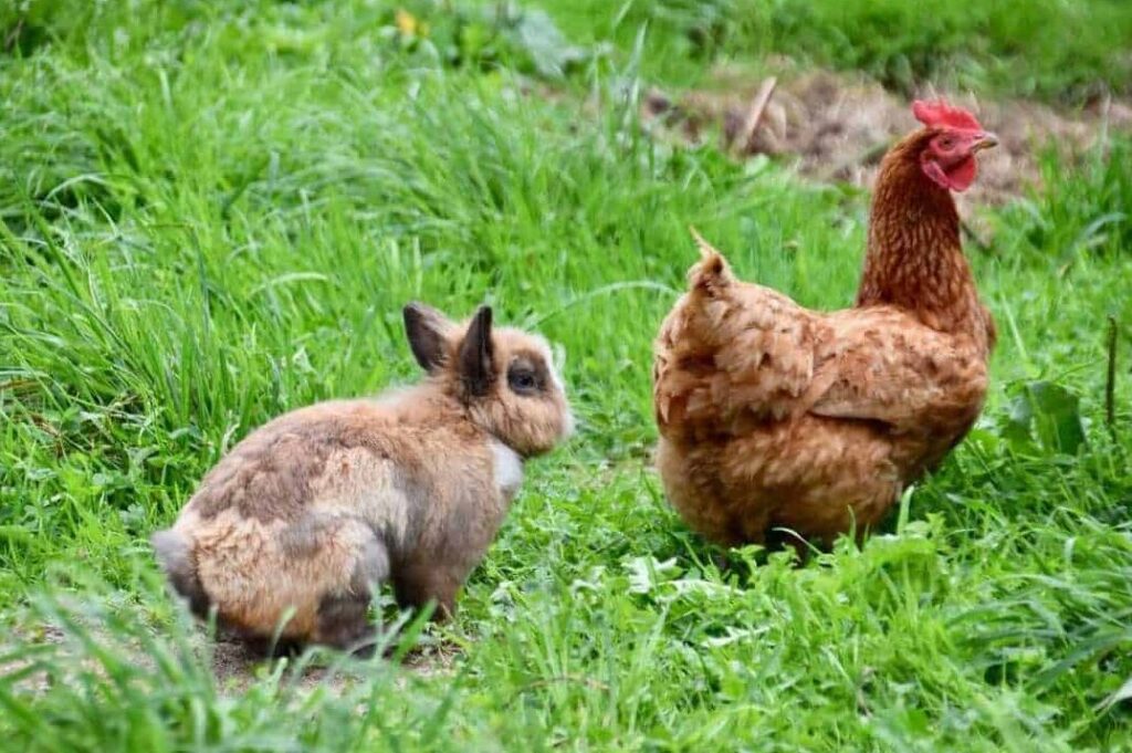 El Conejo y el Gallo: Cómo Resuelven sus Diferencias con Sabiduría