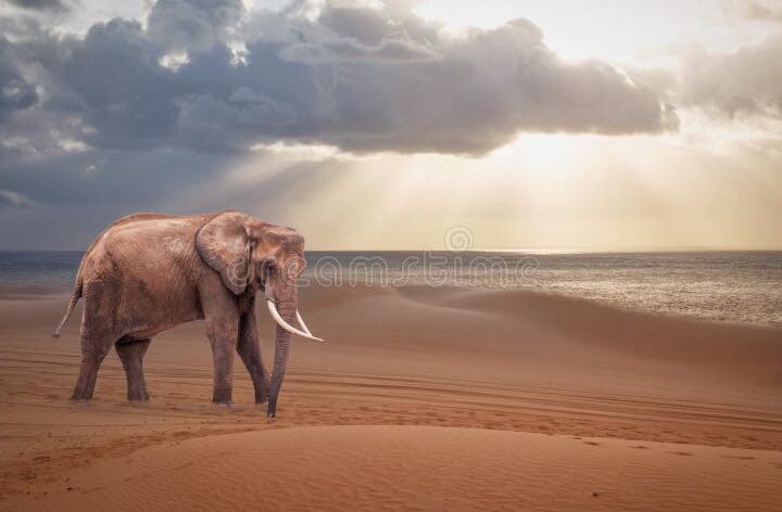 La historia oculta de Como agua para elefantes»: un viaje fascinante»