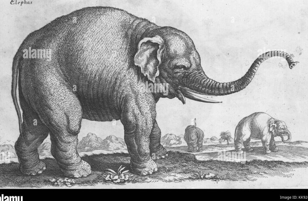 Formaciones lingüísticas sorprendentes con el elefante»: palabras que te dejarán asombrado»
