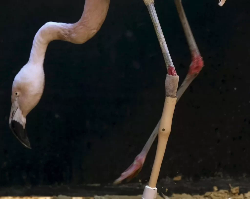 una imagen de un flamenco solitario con una pata amputada