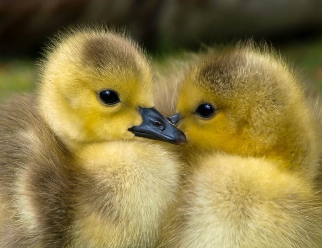 Cuidado de ganso y pato bebé: consejos para criarlos juntos