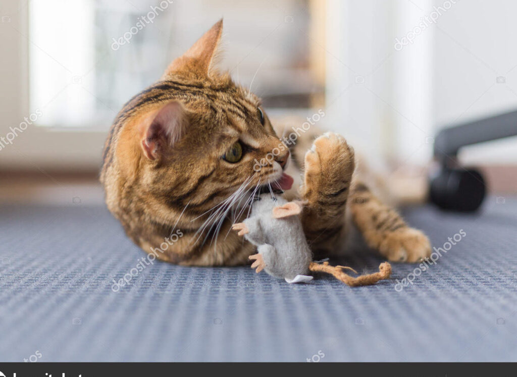 El sorprendente vínculo entre el gato y el ratón: una amistad inesperada