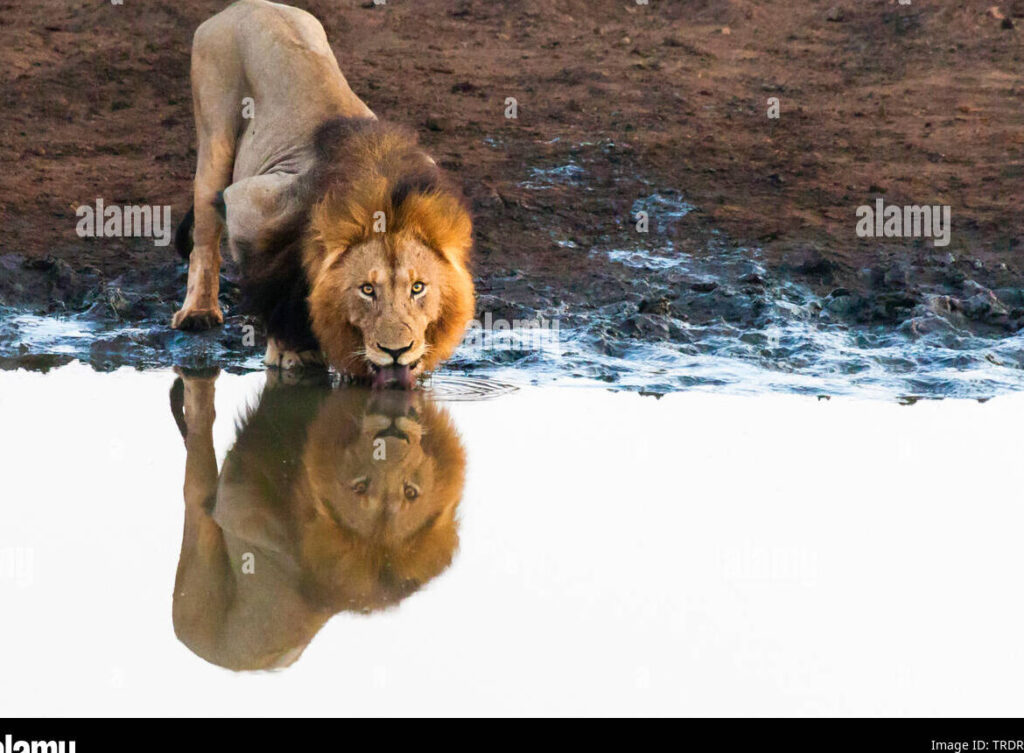 una imagen de un leon reflejado en el agua