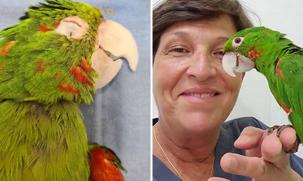 Cuidado del pico de tu loro: consejos para reparar una fractura 5 Cuidado del pico de tu loro: consejos para reparar una fractura