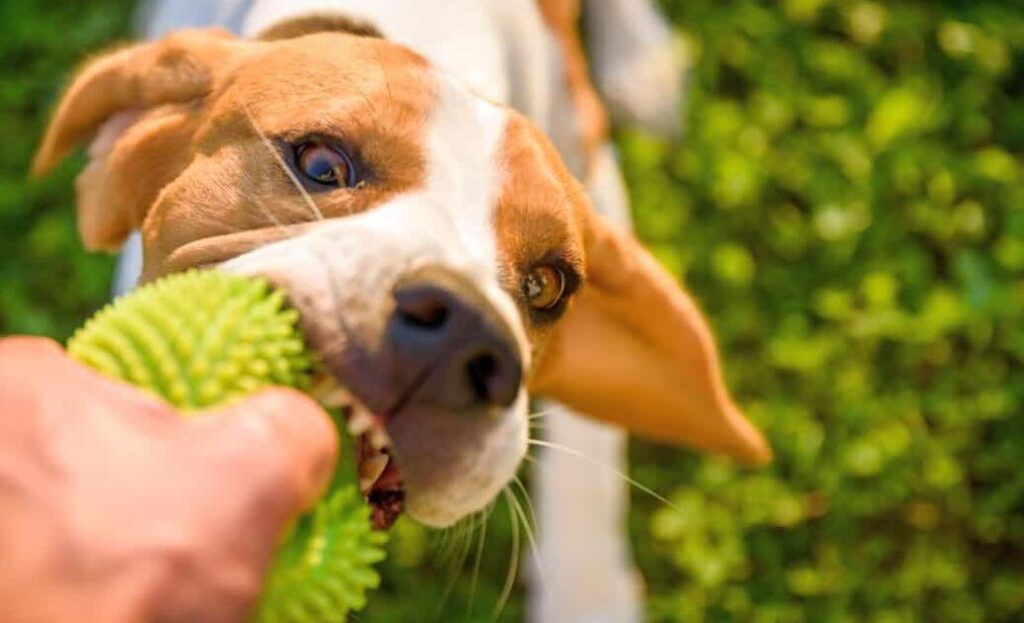 una imagen de un perro con un juguete en la boca mientras su dueno le indica que lo suelte
