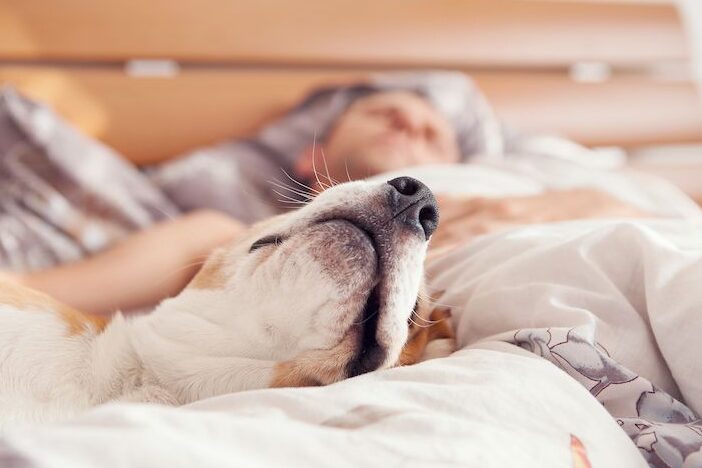 una imagen de un perro durmiendo placidamente en una cama con una sonrisa en su rostro
