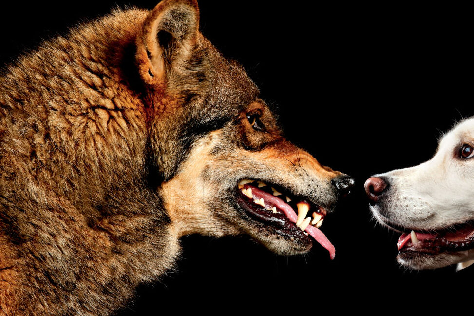El encuentro entre un perro pastor y un lobo: ¿Qué sucede?