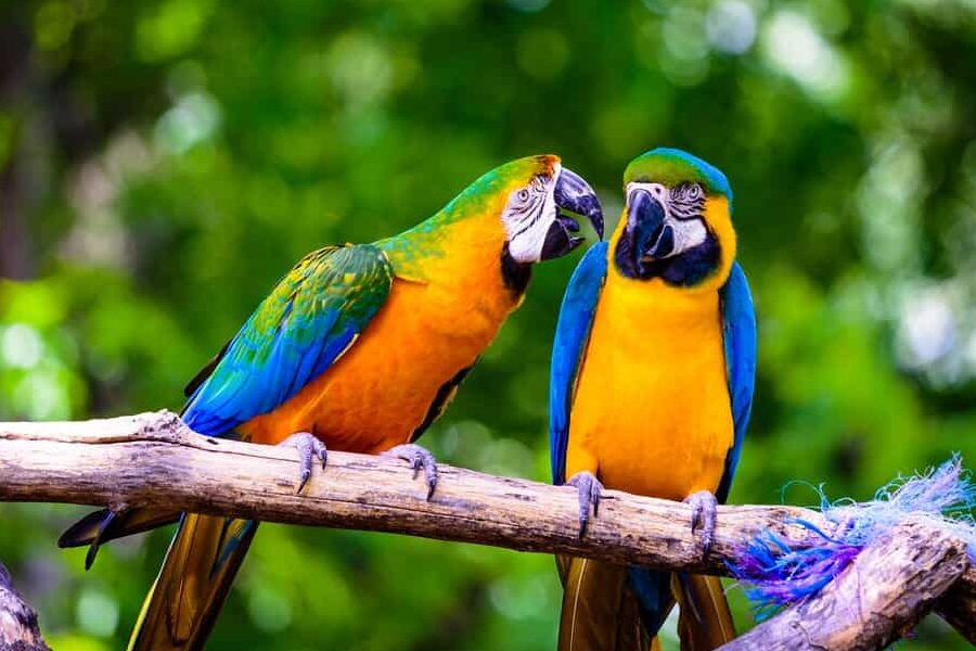 una imagen de un zoologico con animales exoticos y coloridos