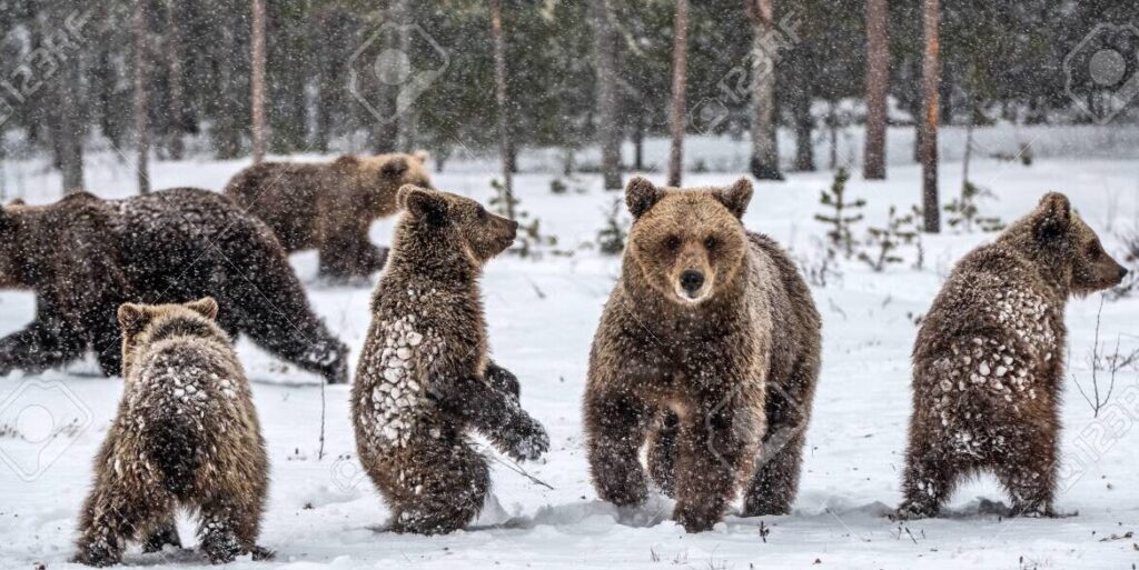 El hogar de la familia de osos: descubre dónde viven en el bosque