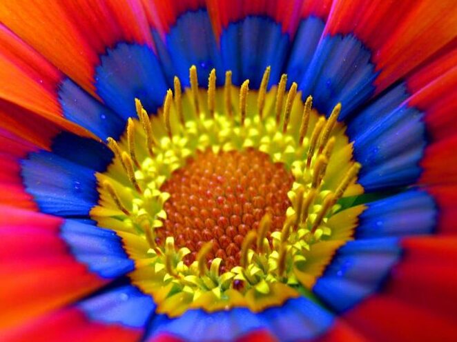 una imagen de una flor con colores vibrantes y alegres