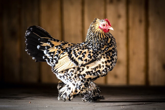 Guía completa para cuidar a una gallina con plumas en las patas