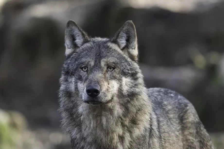 Los misterios detrás de la máscara de la mamá de Caperucita Roja 7 Los misterios detrás de la máscara de la mamá de Caperucita Roja