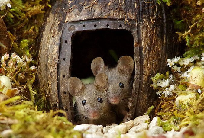 una imagen de una ratita curiosa explorando su hogar