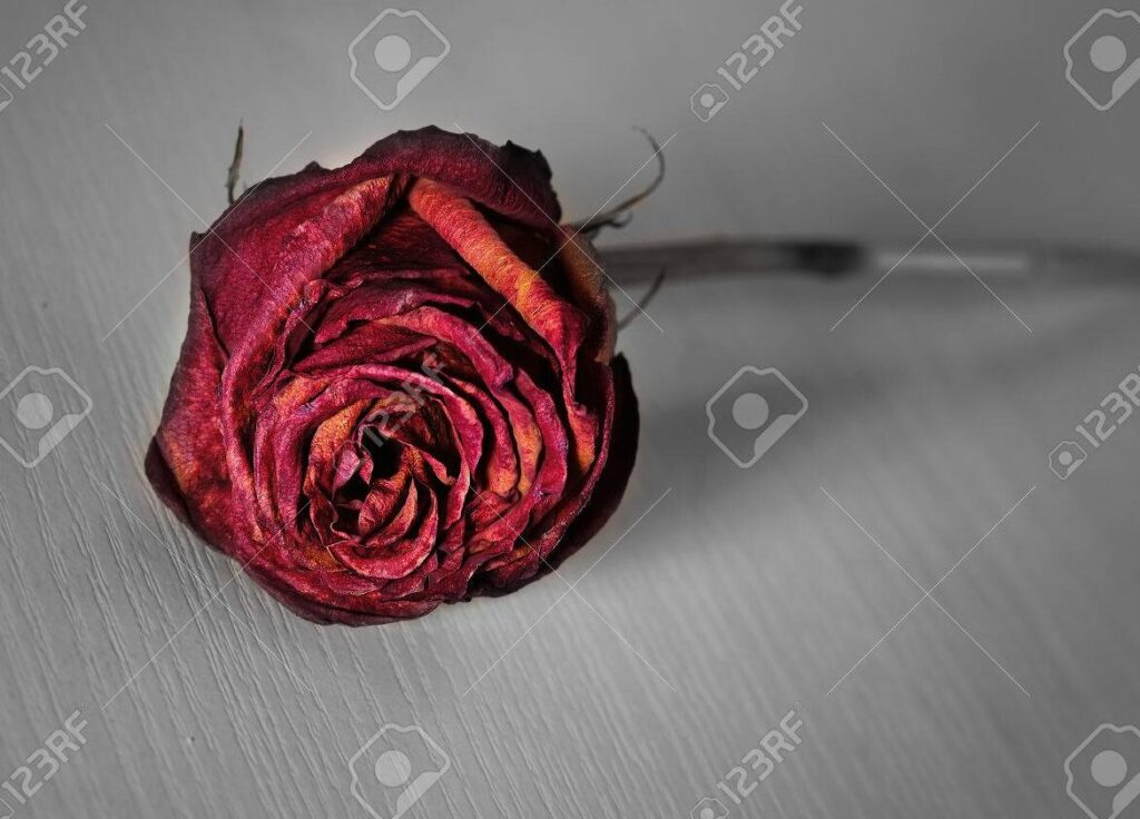 una imagen de una rosa marchita y solitaria
