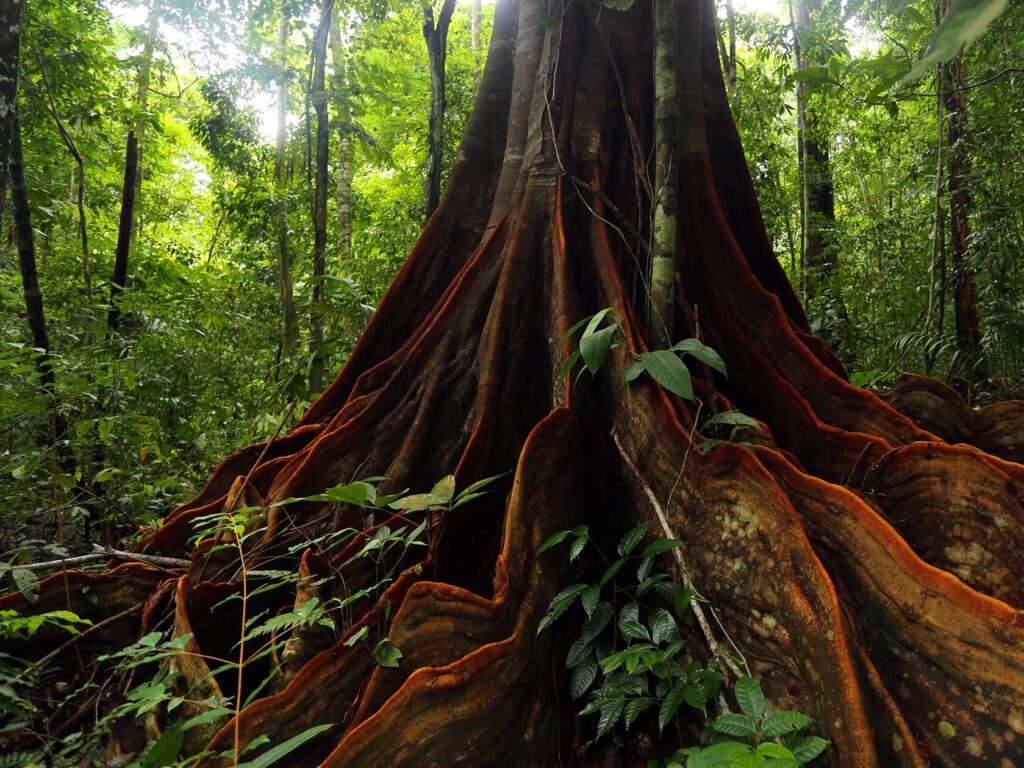 Guía fácil para dibujar una selva sin animales: crea paisajes asombrosos 7 Guía fácil para dibujar una selva sin animales: crea paisajes asombrosos