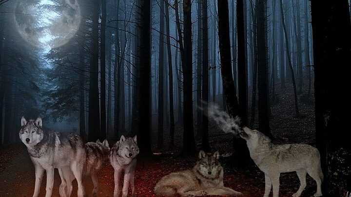 una manada de lobos en un bosque oscuro y misterioso