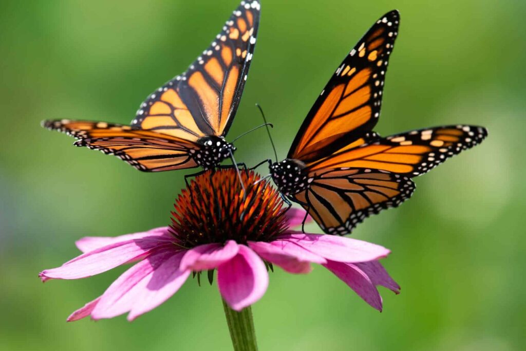 Los vibrantes colores de la mariposa leyenda: descubre su fascinante paleta