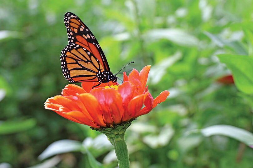 una mariposa posada en una flor colorida