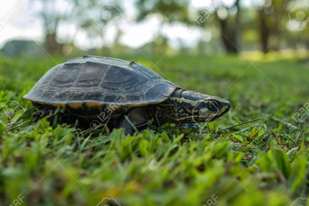 El misterio del lento caminar de las tortugas: ¿Por qué se mueven tan despacio?