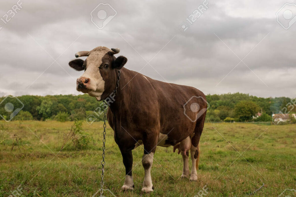 una vaca lechera en un prado verde con una expresion curiosa en su rostro