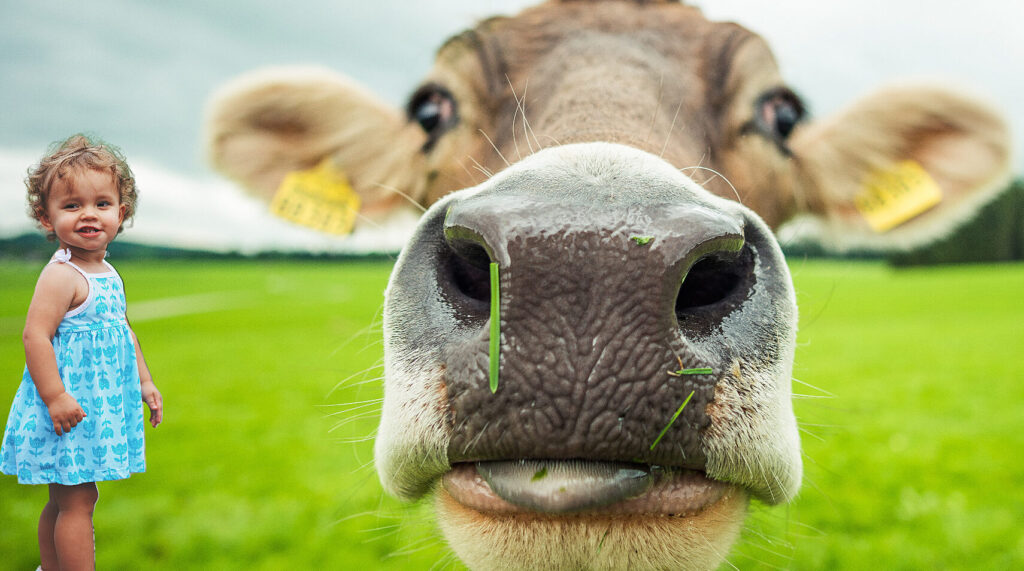El misterio de la vaca sin leche: un divertido cuento que revela la razón